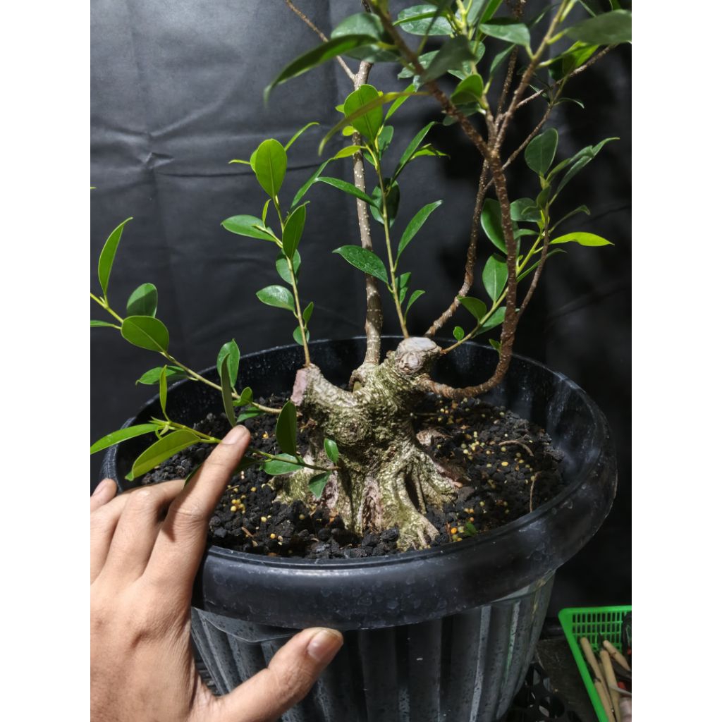 Bahan bonsai beringin kimeng size small prospek tahapan percabangan