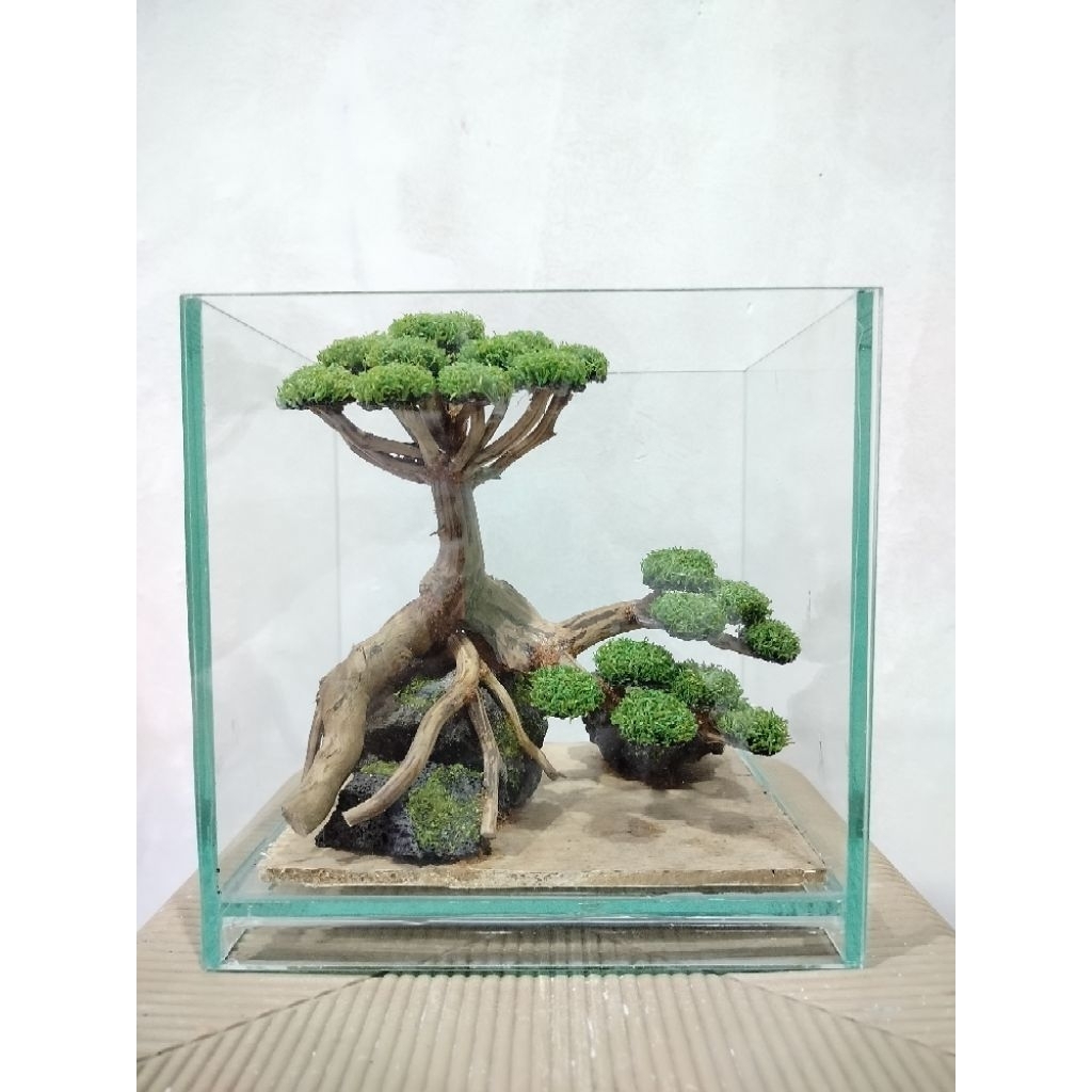 Aquascape bonsai/aquascape sintetis/bonsai sintetis/aquascape soliter/aquascape cupang