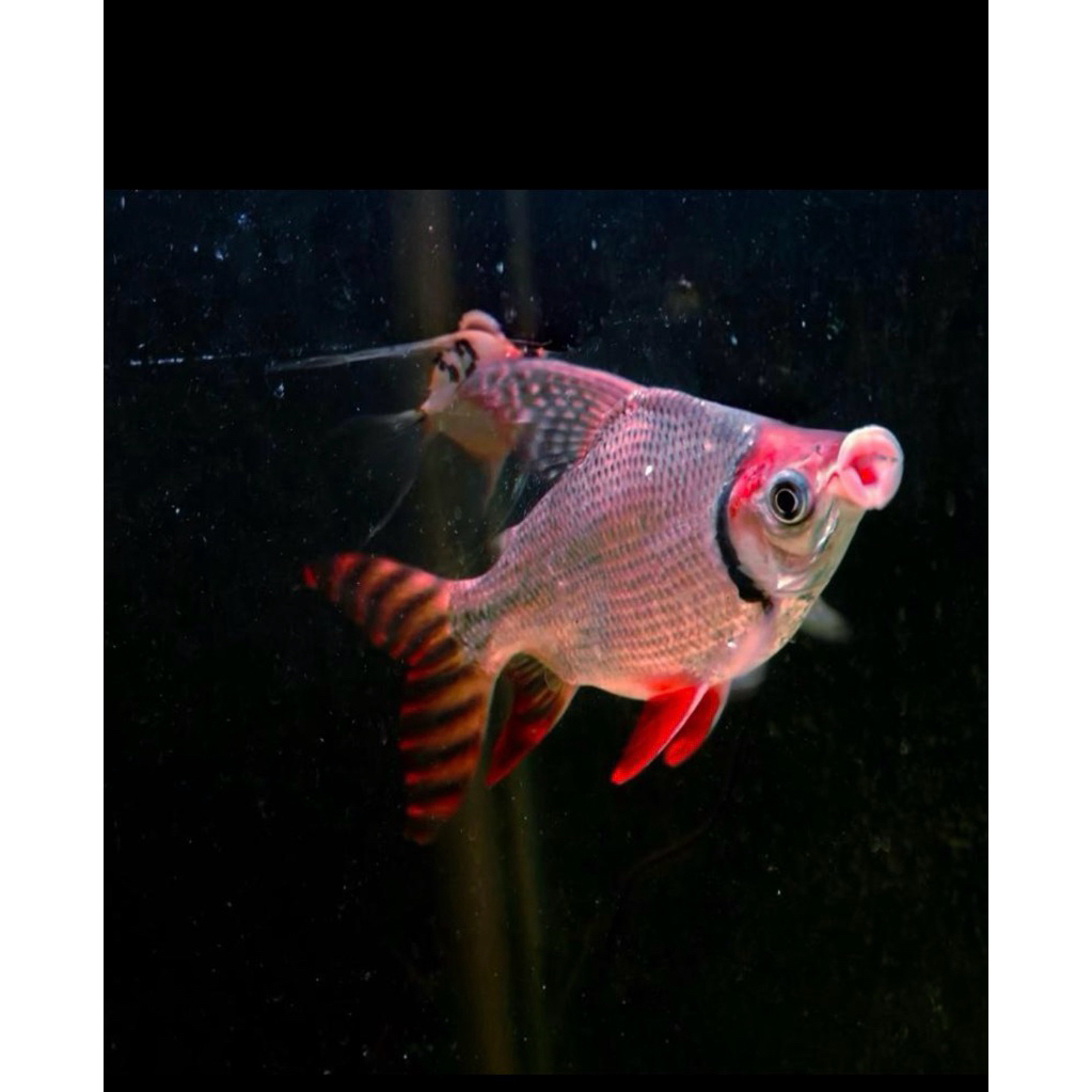 Red feifeng