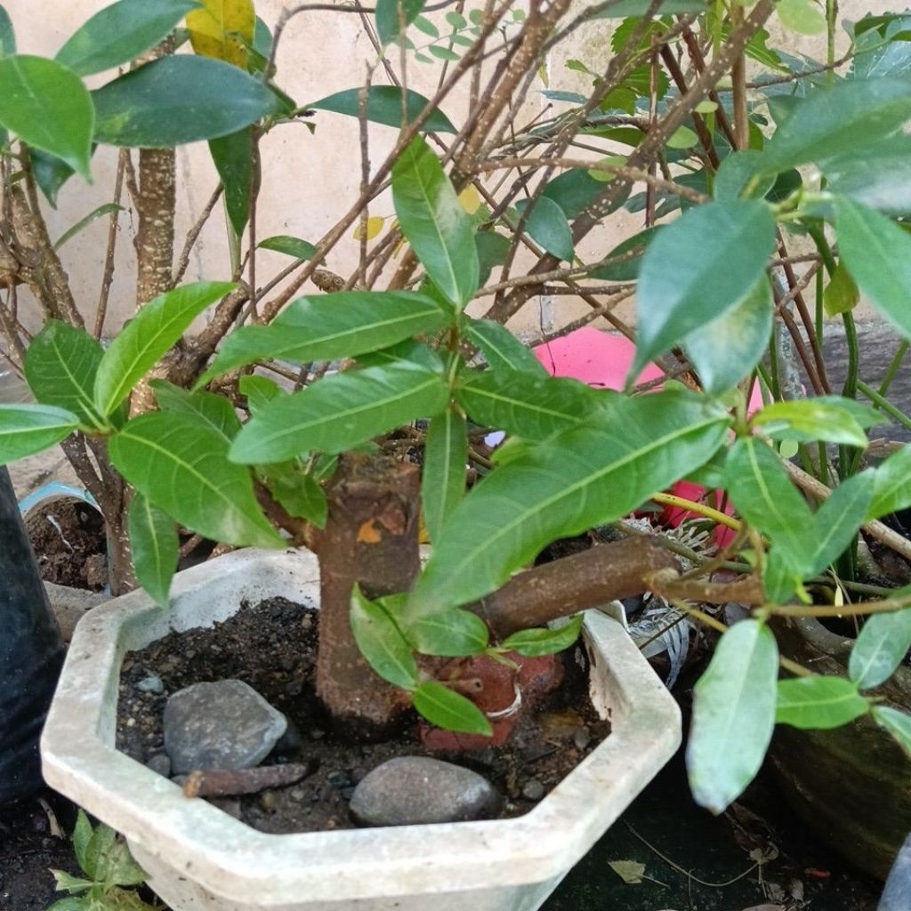 Bonsai LOA, murbei, bahan, Bougenville kebun kertas, prokar, sianci, waru, ileng, Cemara, santigi, m