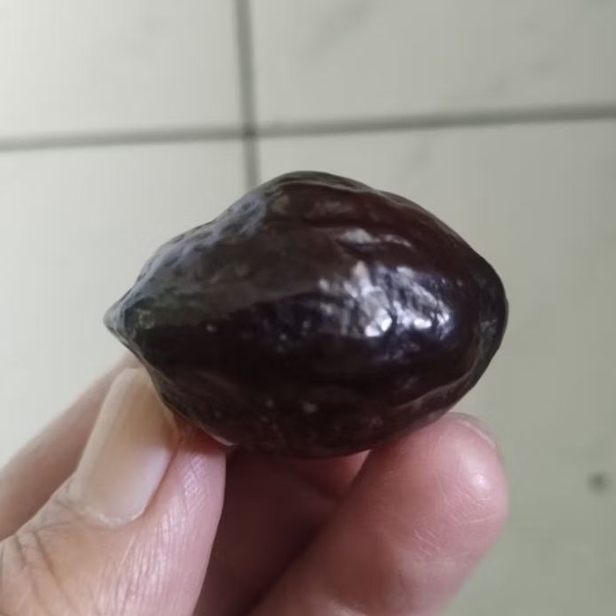 Kemiri Adu Muncang Adu LK Malangbong Pasangan Mewah Menang Satu Kali