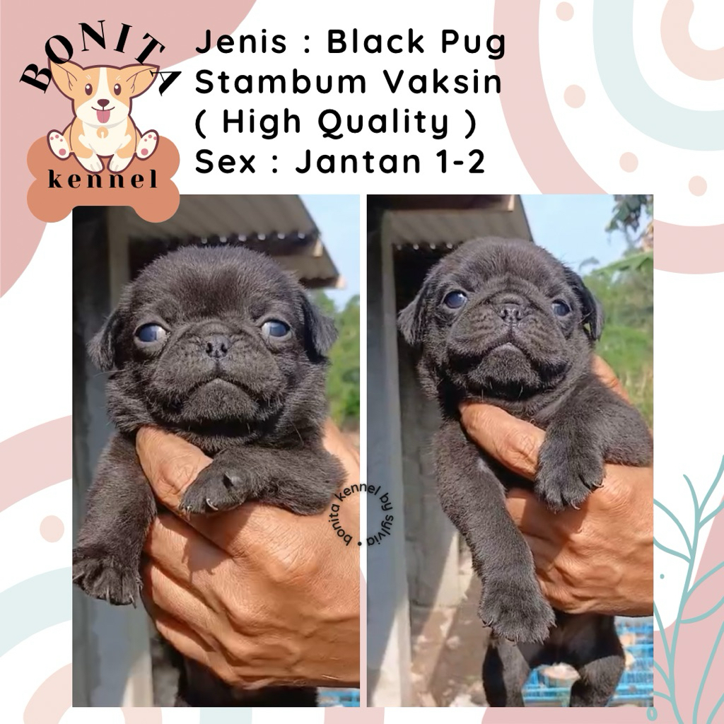 Pug Stambum Anak Anjing Pug Jantan Betina