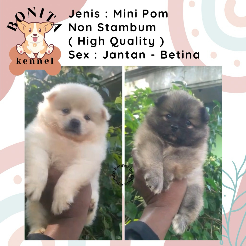 Mini Pomeranian Non Stambum MiniPom Anakan Anjing Mini Pom Jantan Mini Pom Snow White