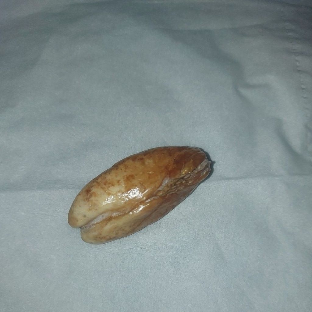geliga ikan antik langka