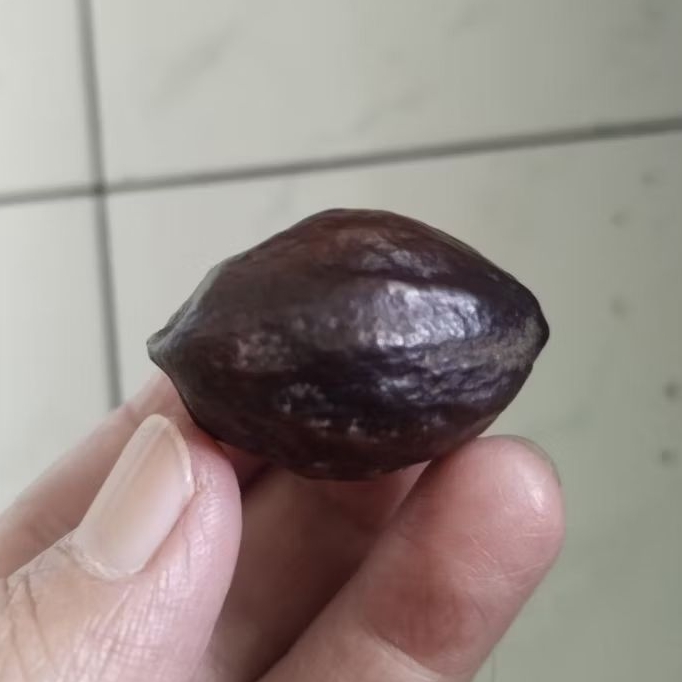 Kemiri Adu Muncang Adu LK Ori Malangbong Matang