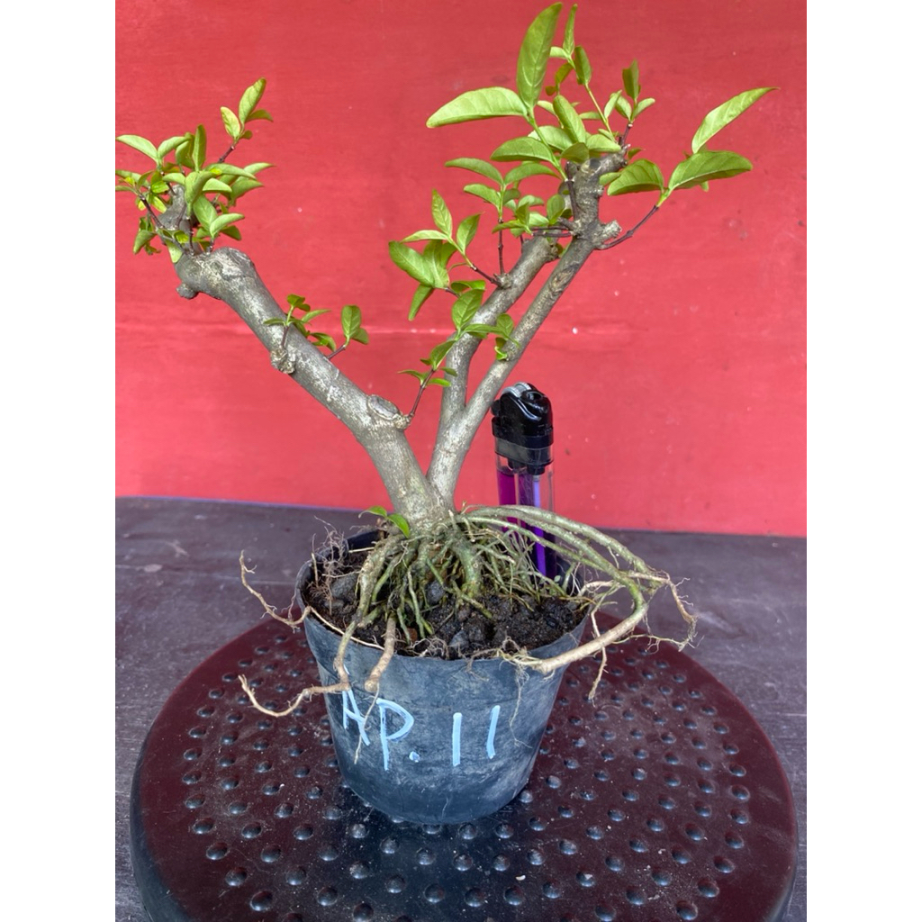 Bahan bonsai bunga anting putri Ap 11
