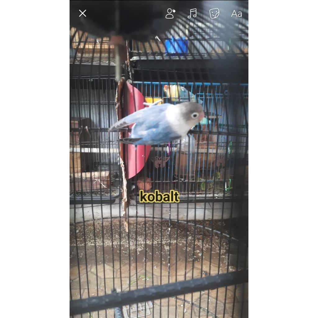 Burung lovebird cobalt betina dewasa