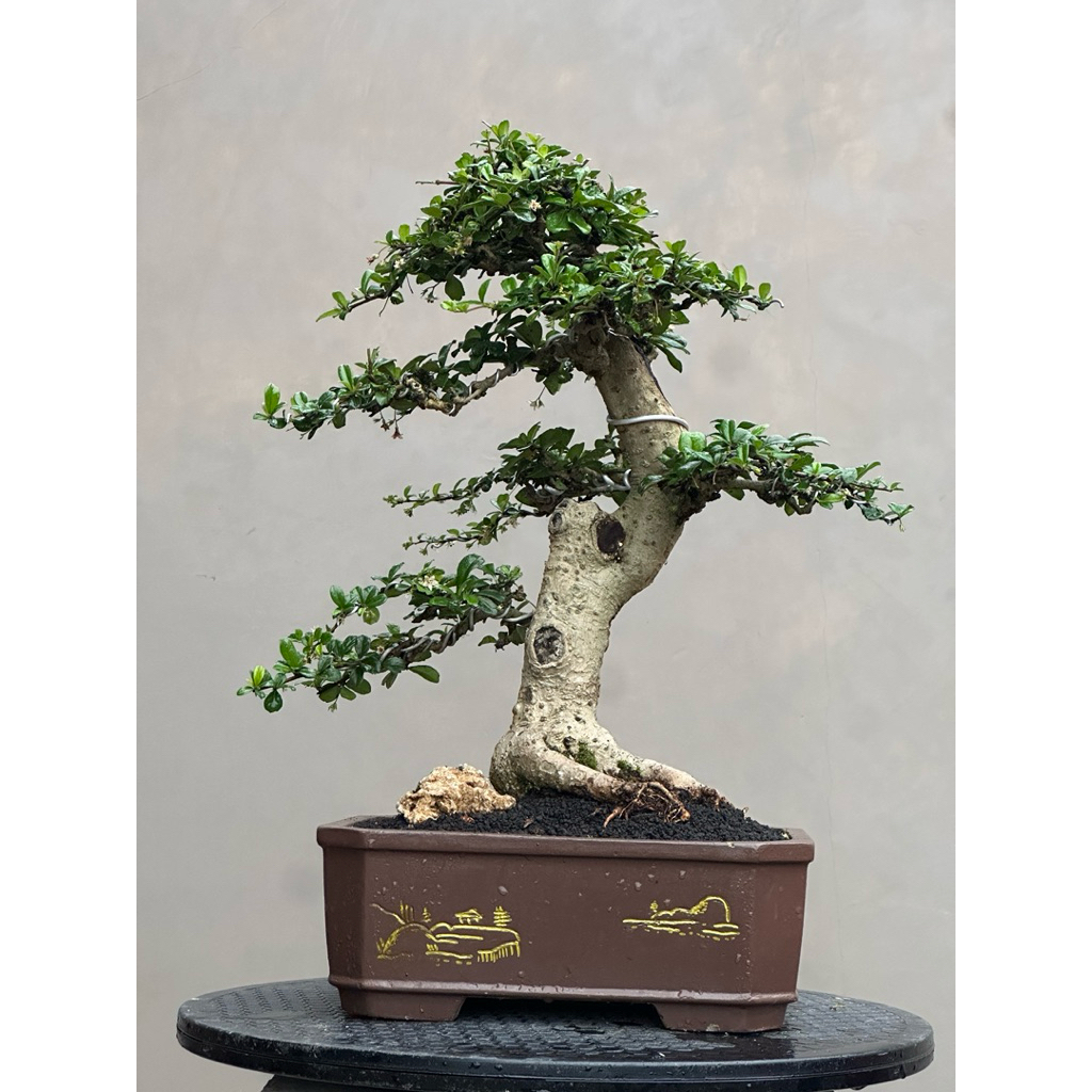 Bonsai Hokiantea bunga (carmona retusa) medium