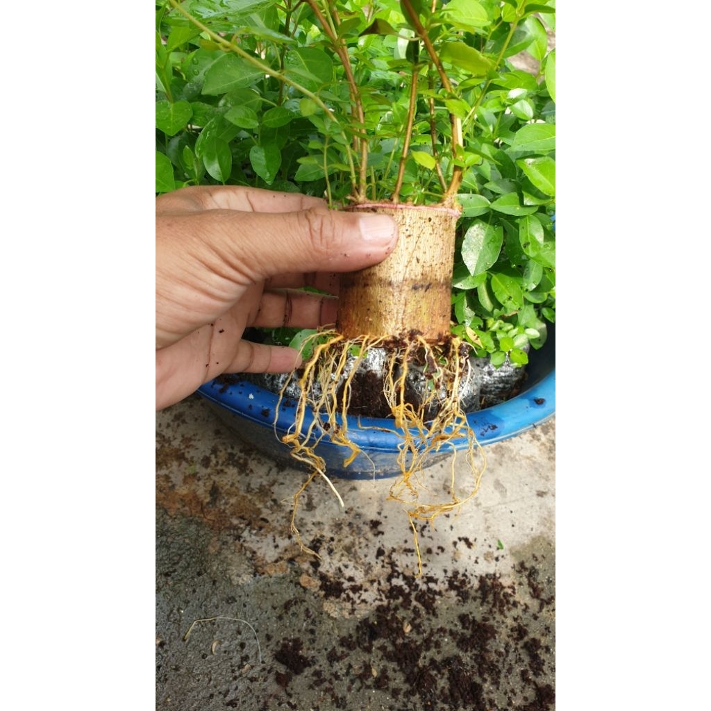 bahan bonsai sancang program akar