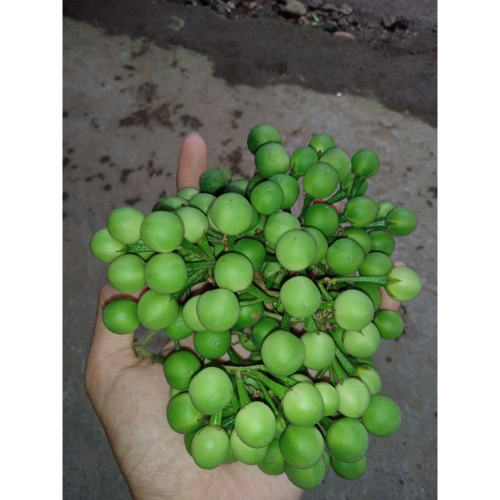 Terong Pokak/Terong Cokak