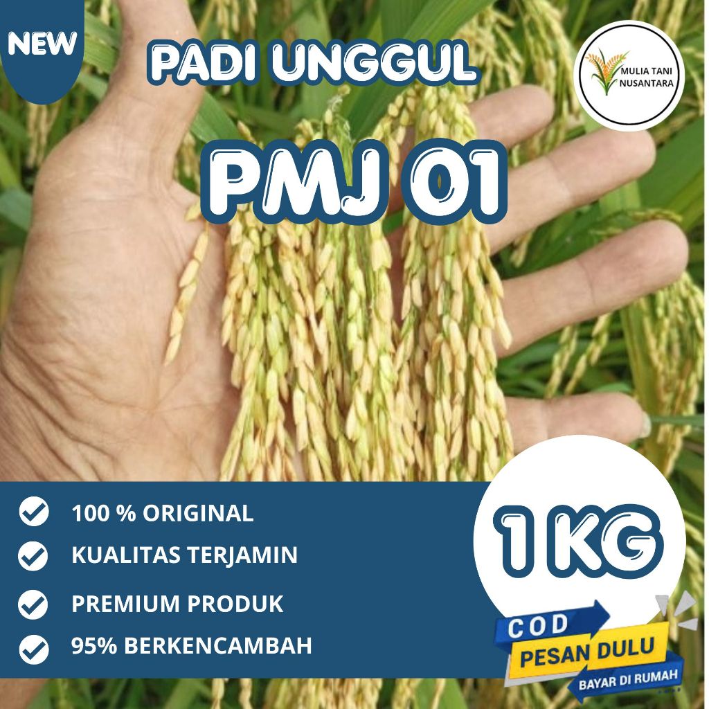Bibit Padi Benih Padi Galur Unggul PMJ 01 1kg
