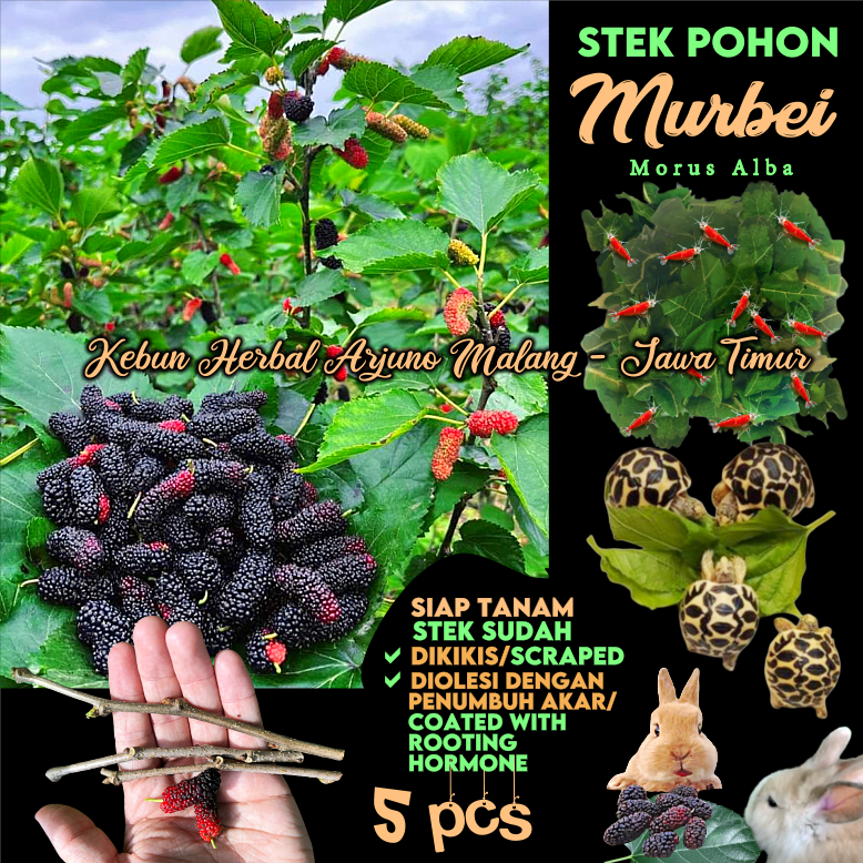 Murbei Mulberry 5pcs Stek Batang Tanaman Toga Apotek Hidup Obat Tradisional Herbal Mudah Cepat Tumbu
