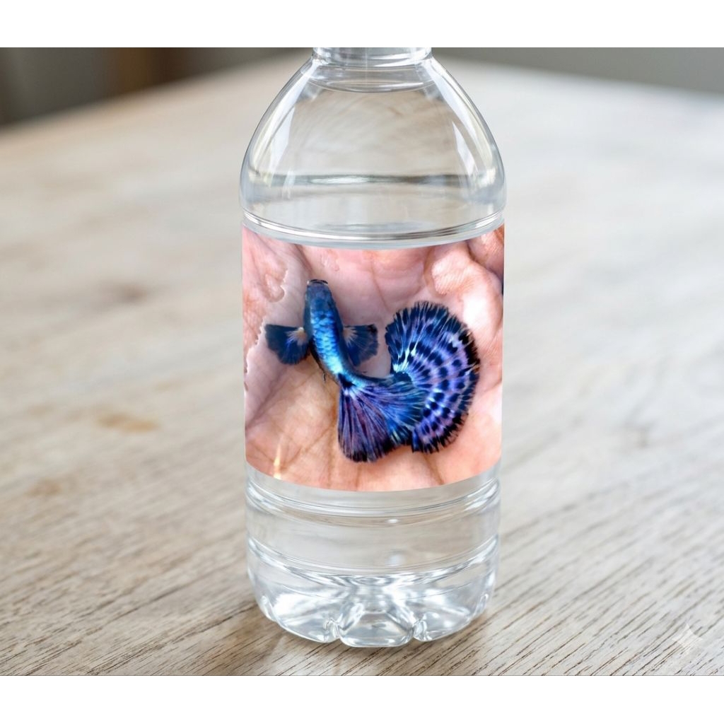 hiasan aquarium guppy purple dragon dumbo ear