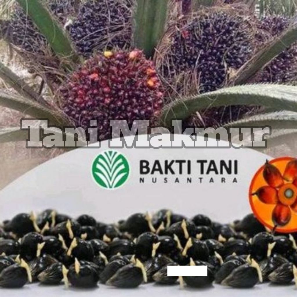 bibit sawit unggul TN1 bersertifikat