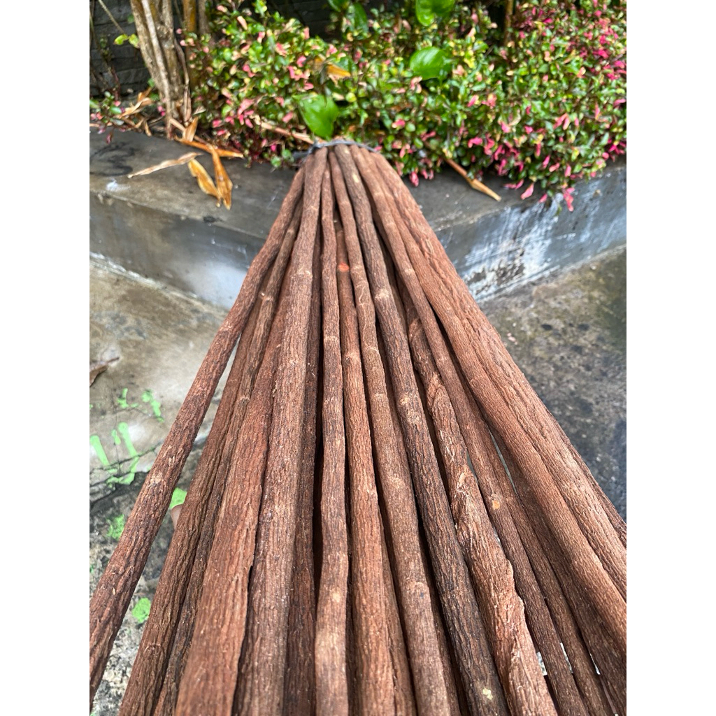 tangkringan burung murai kayu asem jawa super panjang 62cm