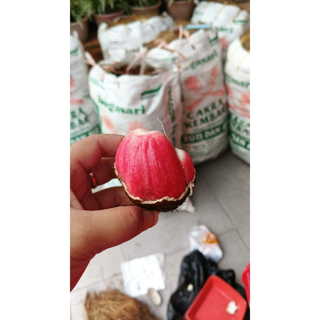 Salak Sidempuan/ Salak Medan