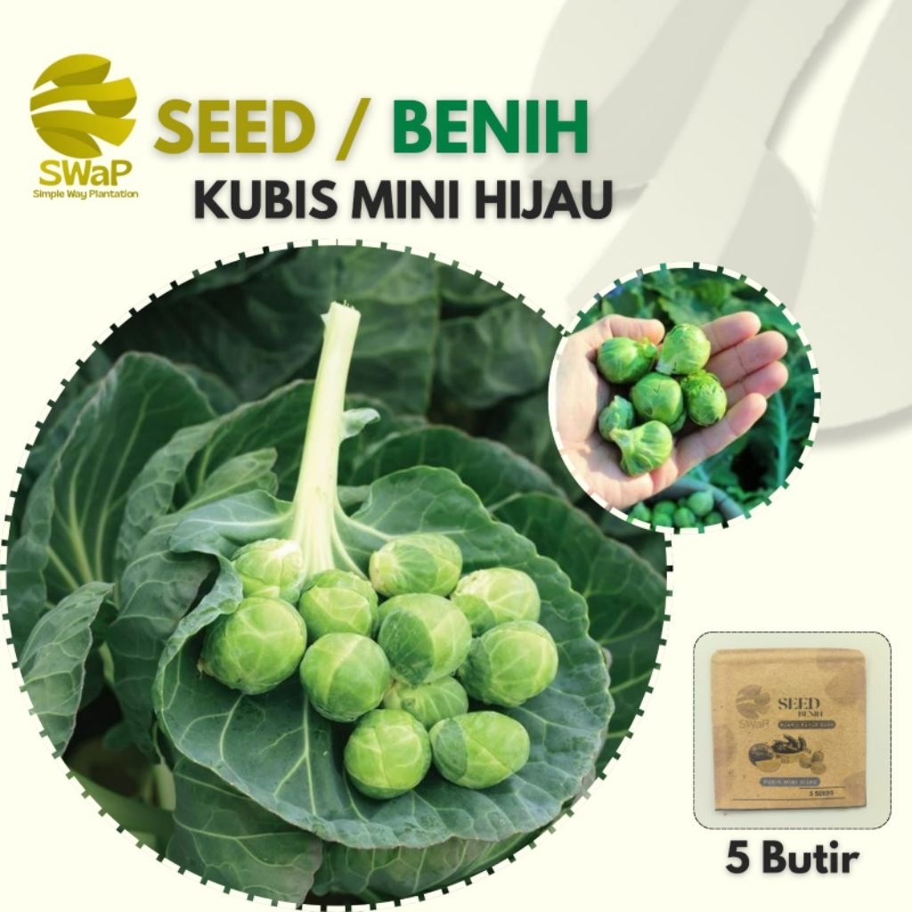 SWaP Seed - 5 Butir Benih Kubis Mini Hijau, Kubis Batang kecil