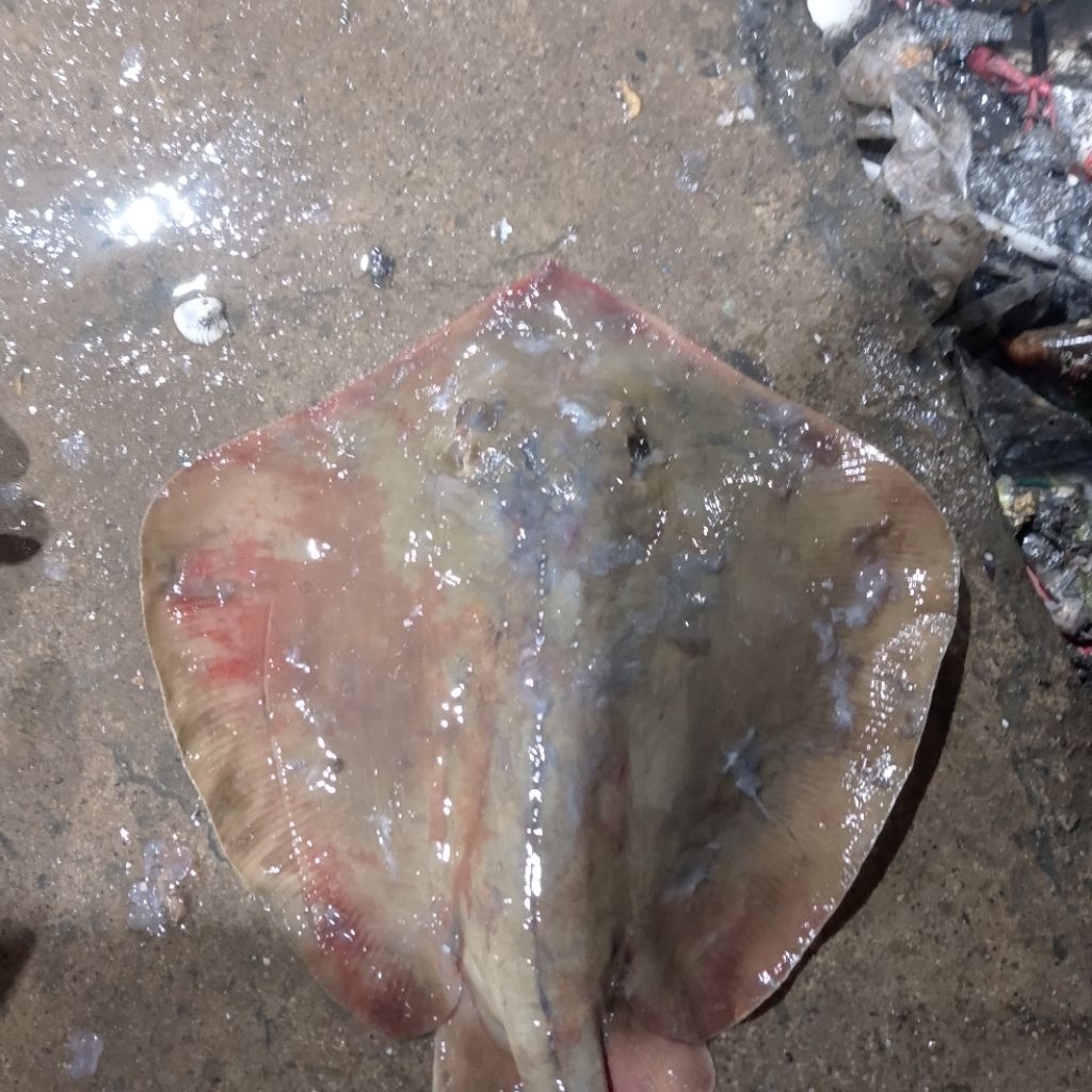 ikan pari ekoran 1kg