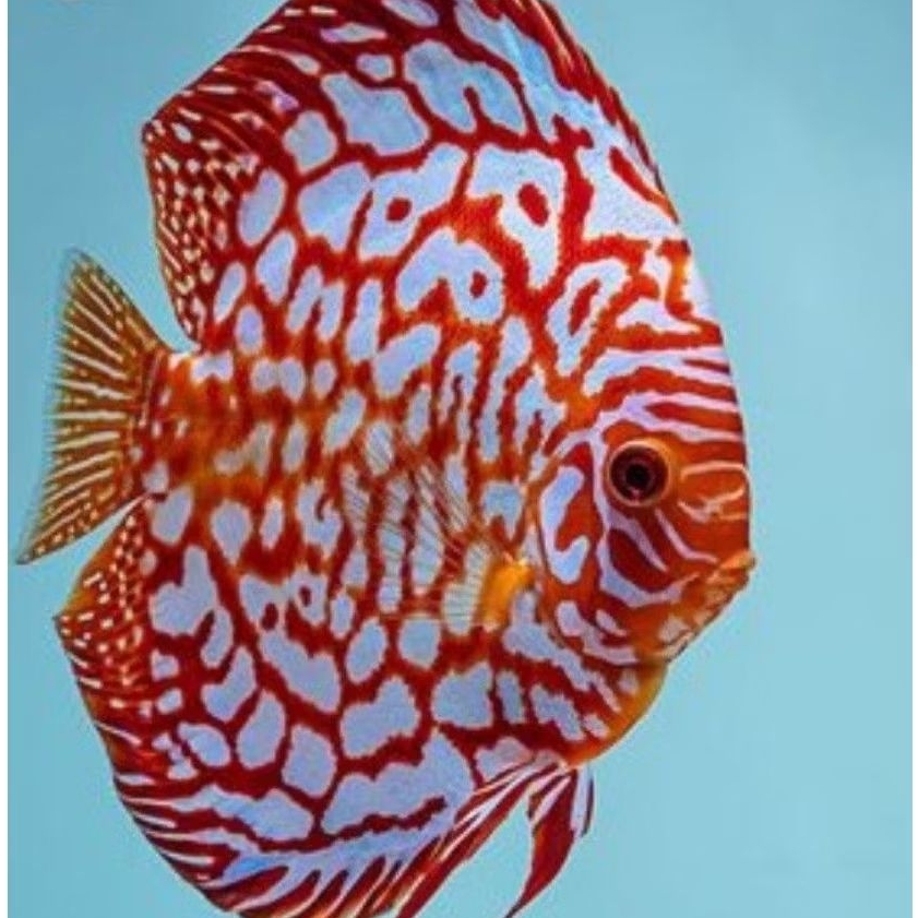 Discus Aquascape Pigeon jaguar ikan hias aquarium