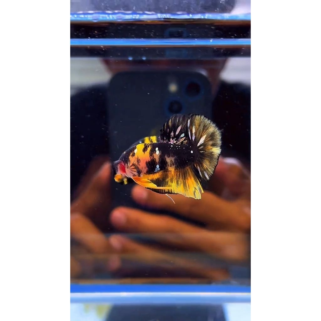Yellow Koi Cooper Ikan Cupang Sehat Top Grade