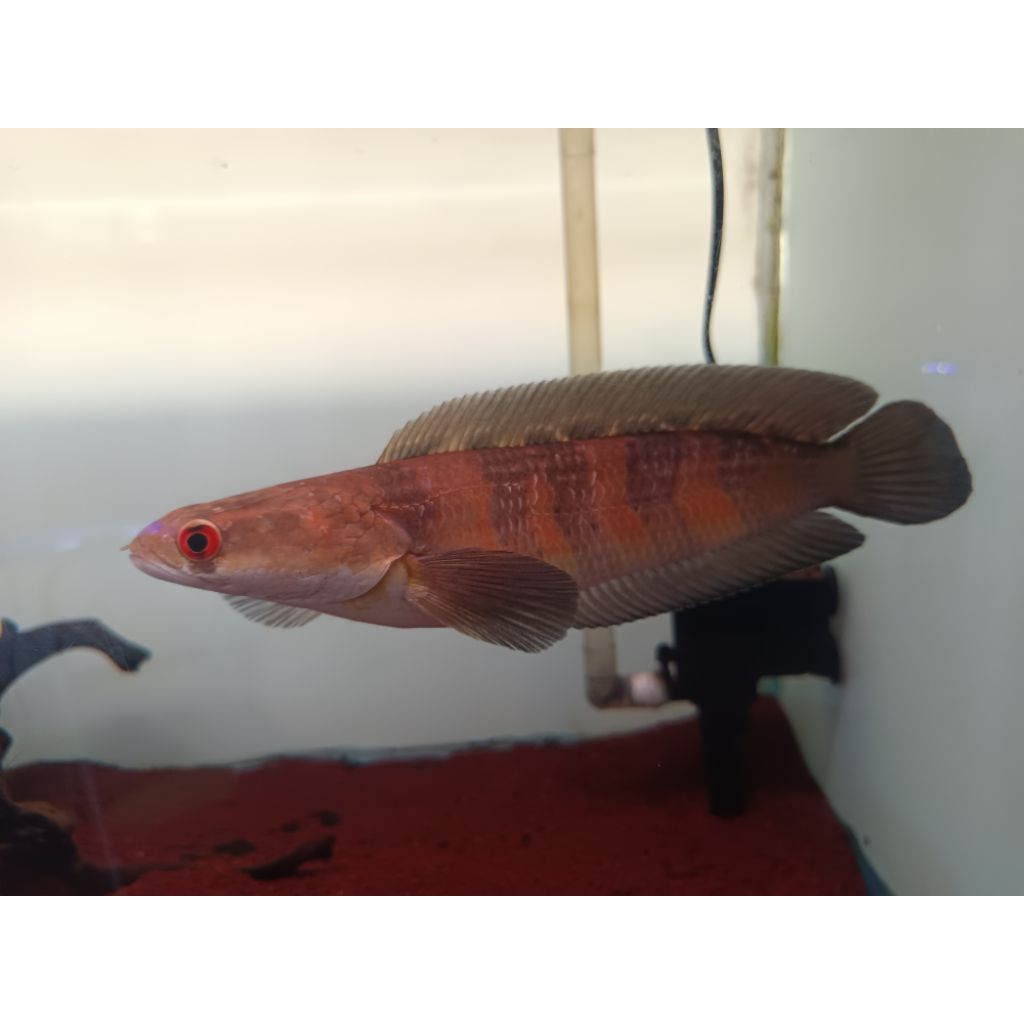 Chana Red Barito kurleb 20cm.