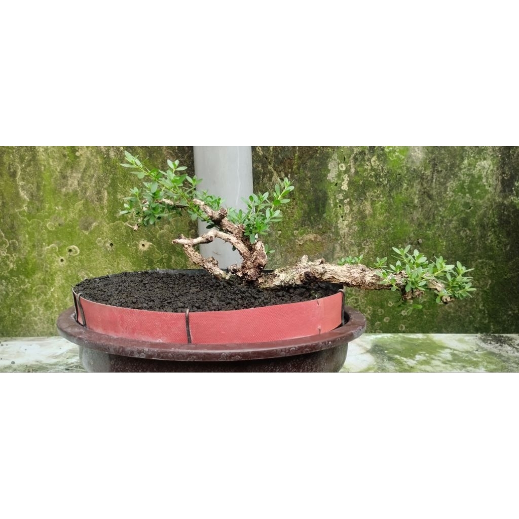 Santigi bahan bonsai