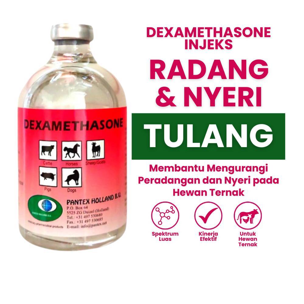 READY Dexamethasone 100ml Injeksi Pantex Obat Radang Nyeri Bengkak Hewan Sapi Kambing Ayam Kucing