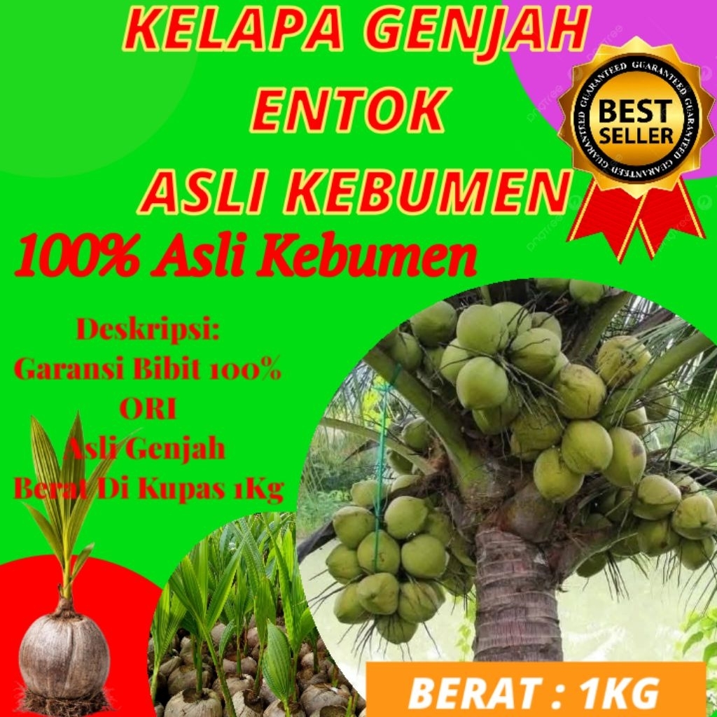 TERLARIS  Pohon Kelapa Pendek Terdekat, Pohon Kelapa Pendek Unggul