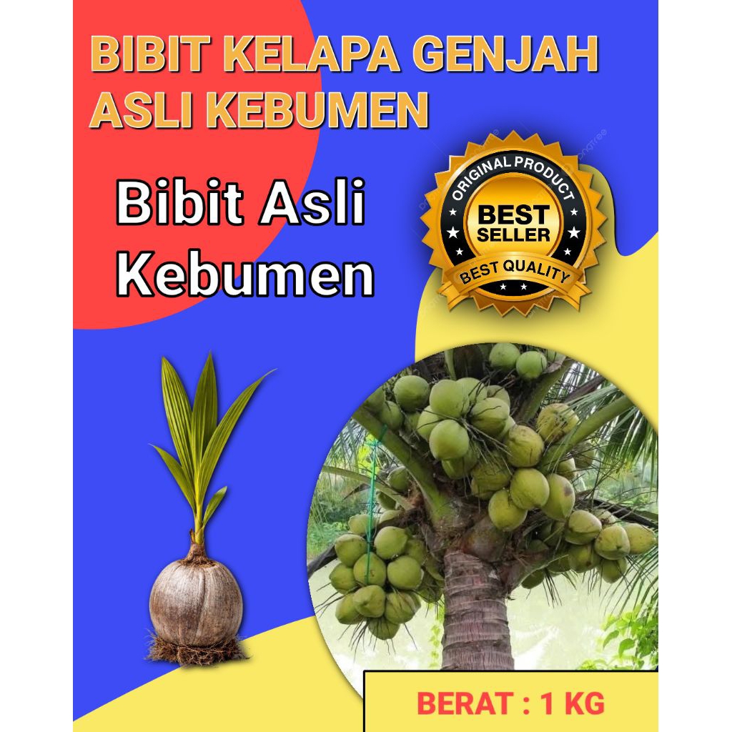 DICARI-CARI  Bibit Kelapa Pendek Entok Jumbo