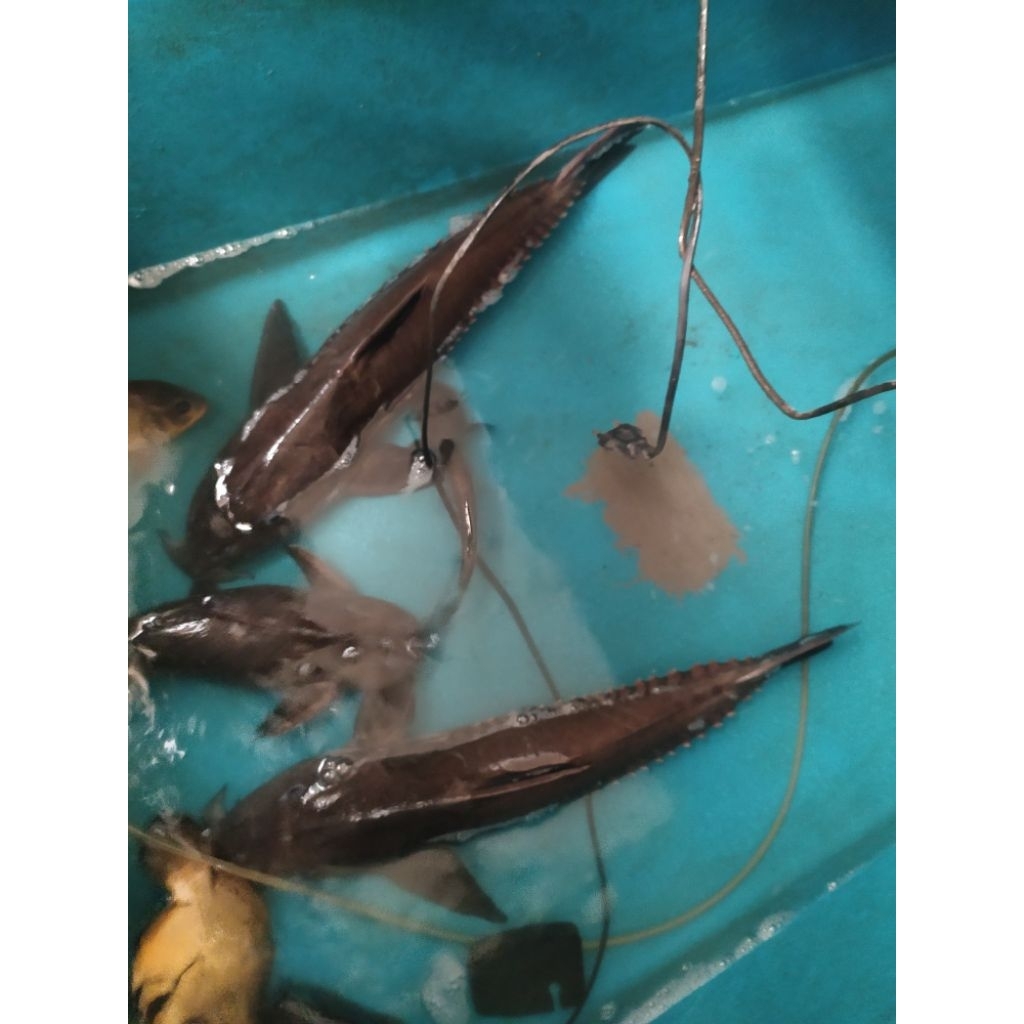 Oxydoras Niger 45 cm tankmate Arowana Koi Cichlid Louhan Irwini Granulos Catfish Lele