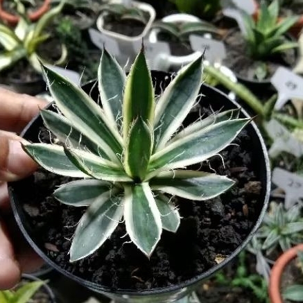 kaktus sukulen// agave filifera varigata pinggir