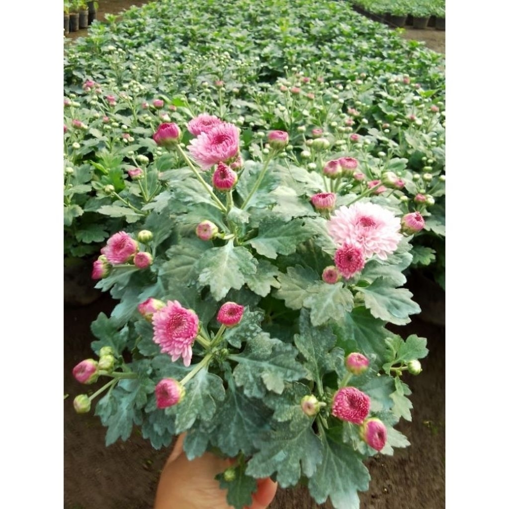 2 POHON _ TANAMAN HIDUP  KRISAN ASTER PINK POMPOM