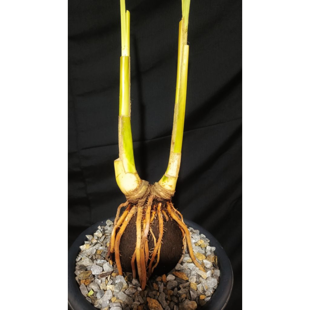 BONSAI KELAPA KEMBAR 2