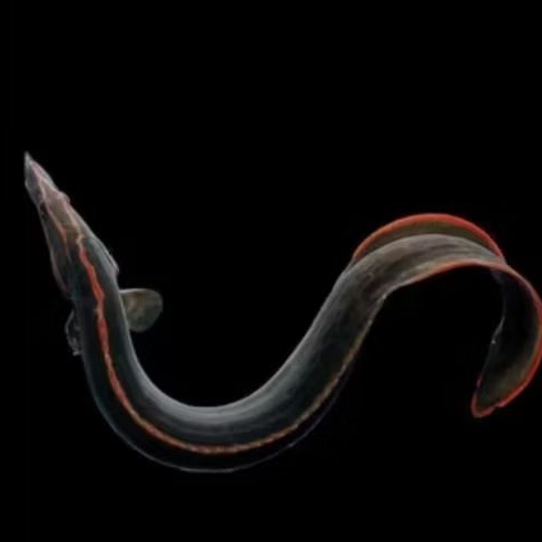 SILI API ( FIRE EEL)  UKURAN 7-9 CM UP