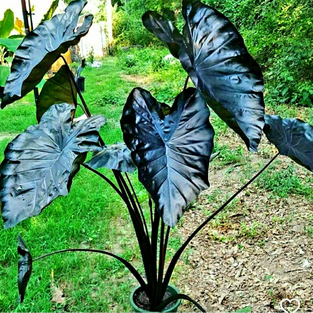 Colocasia Black Coral