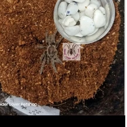 HAPLOPELMA LIVIDUM SLING TARANTULA