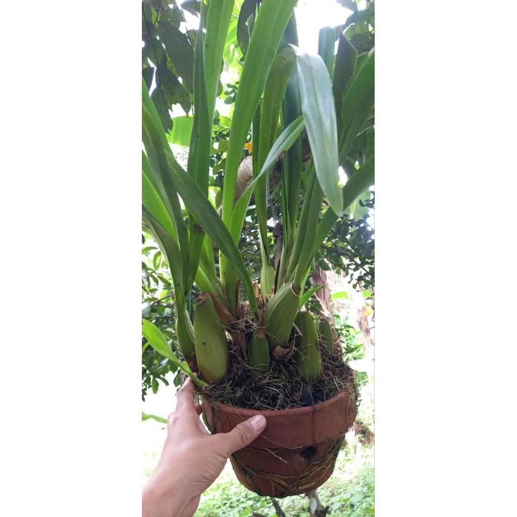 Anggrek Oncidium Americana