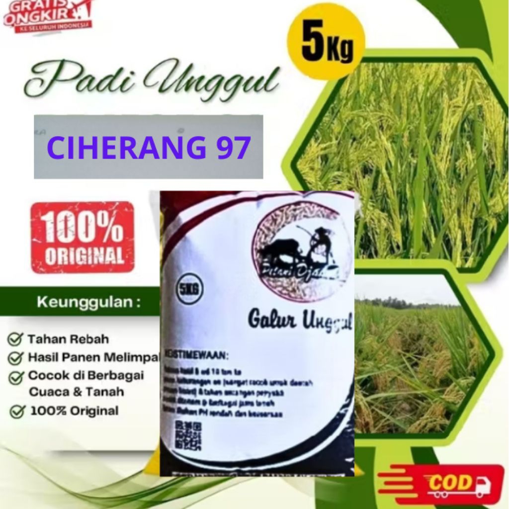 benih padi Ciherang mutiara97 5KG
