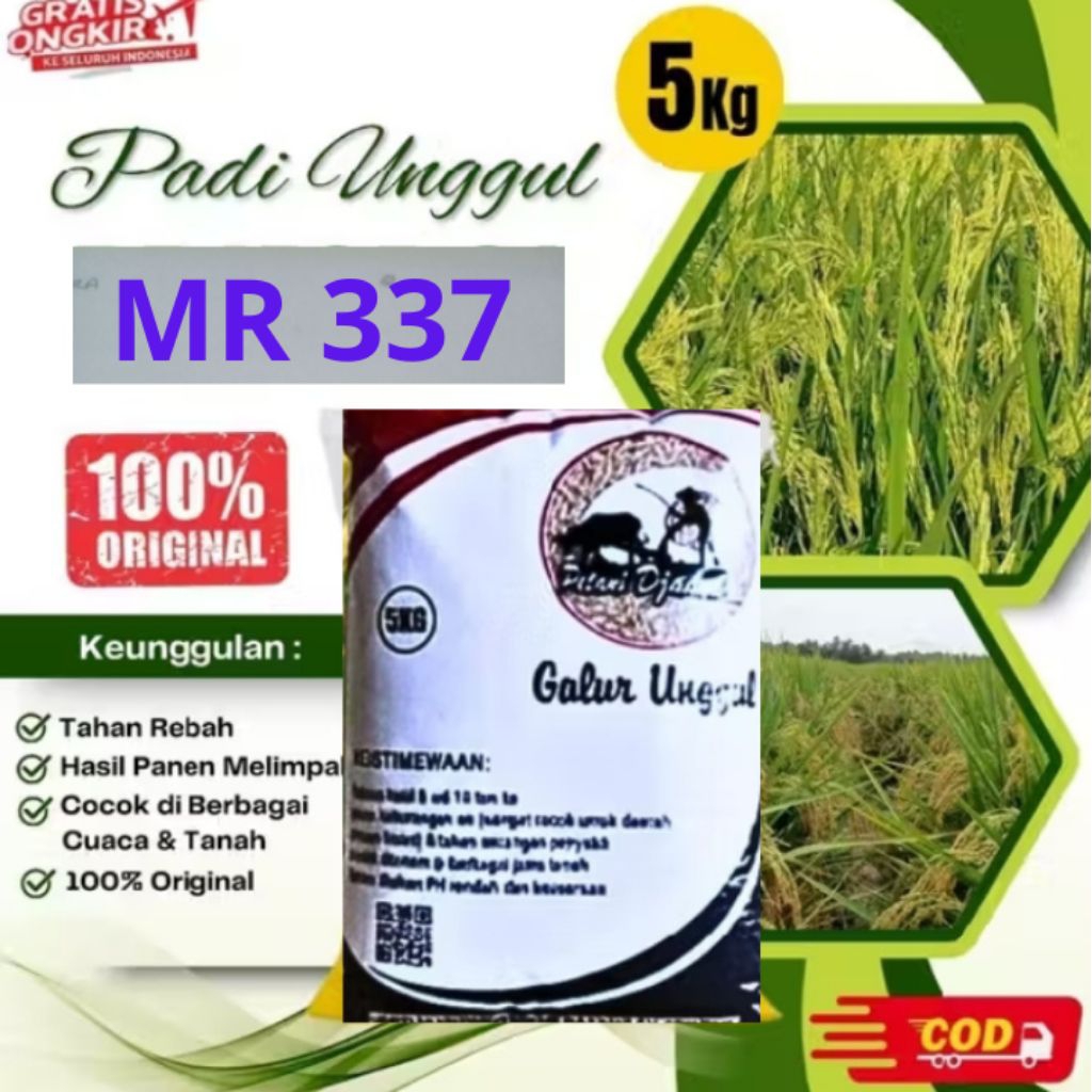 benih padi unggul Mr 337/ 5KG