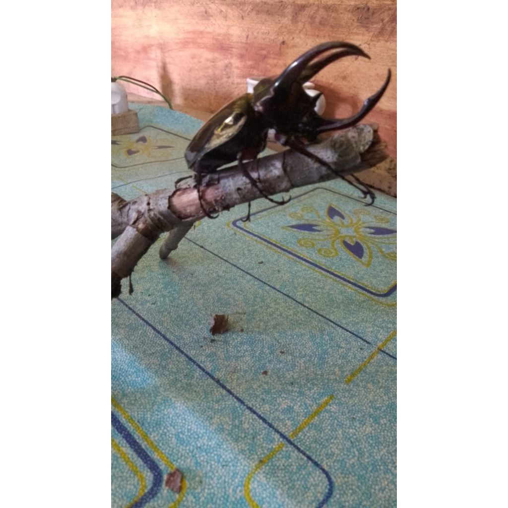 kumbang badak/atlas