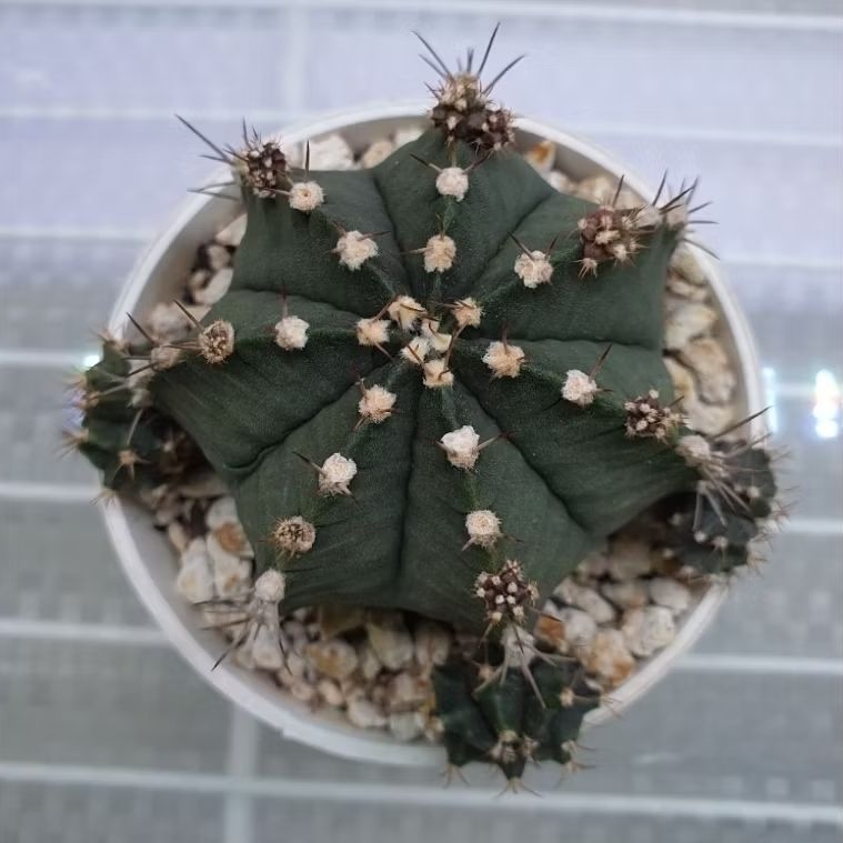 Kaktus Gmyno indukan 7 ribs (Gymnocalycium mihanovichii)