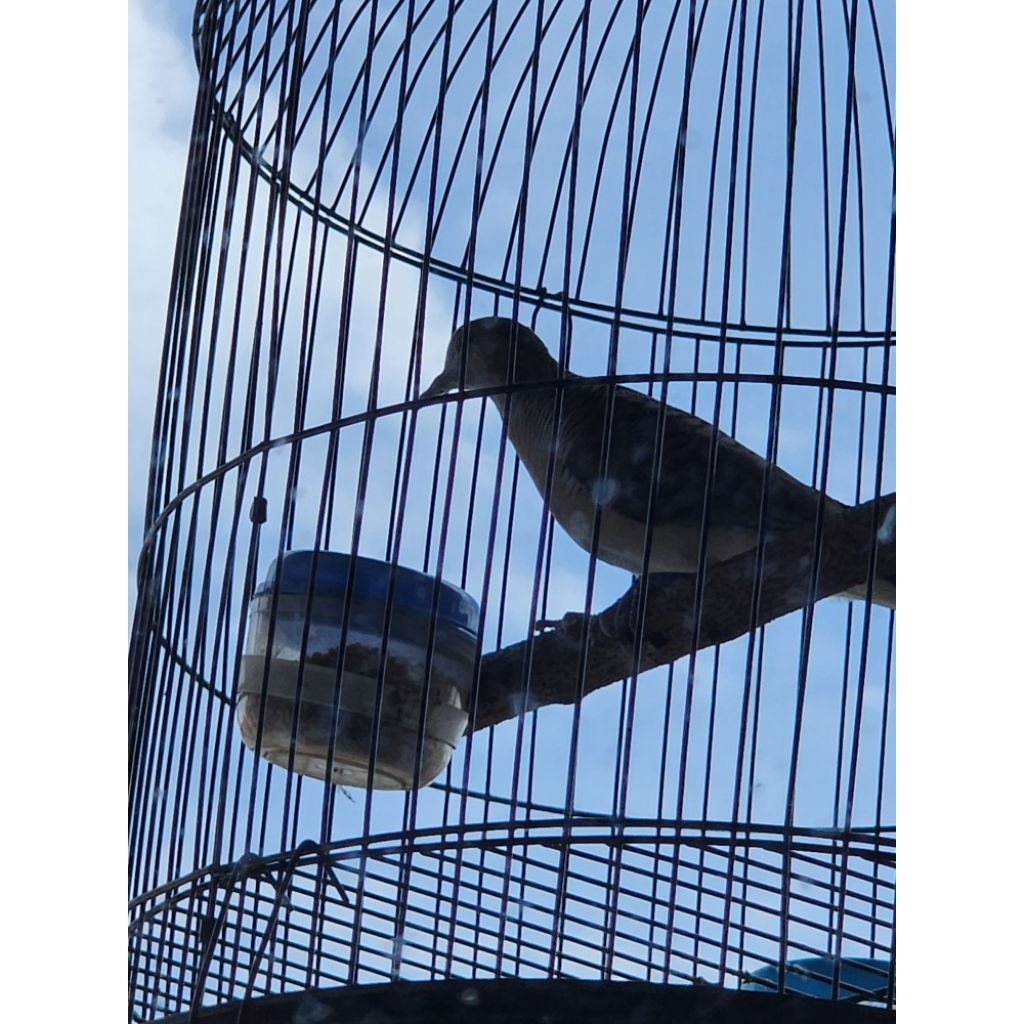 Burung perkutut lokal alam katurangan  gacor