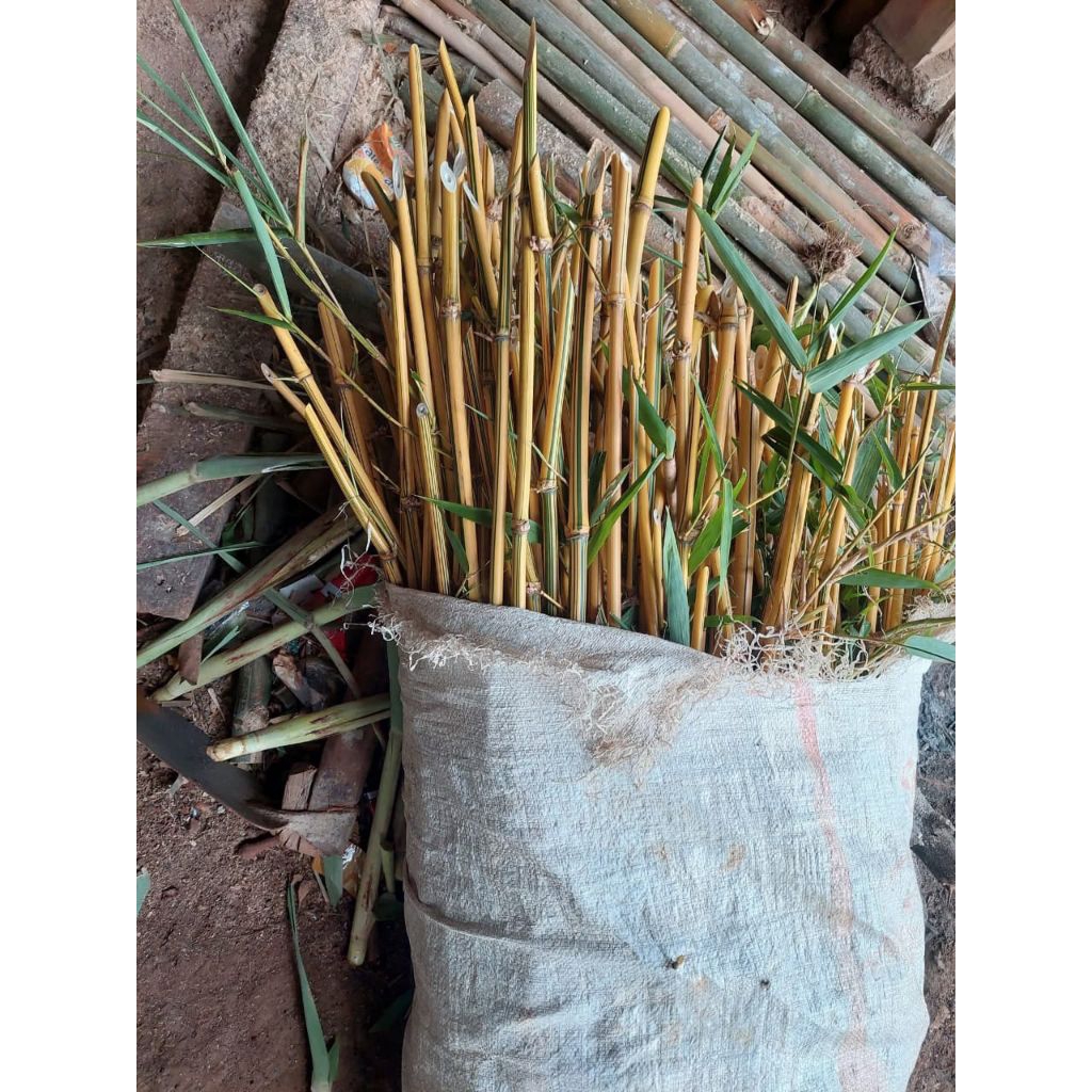 bambu kuning siap tanam