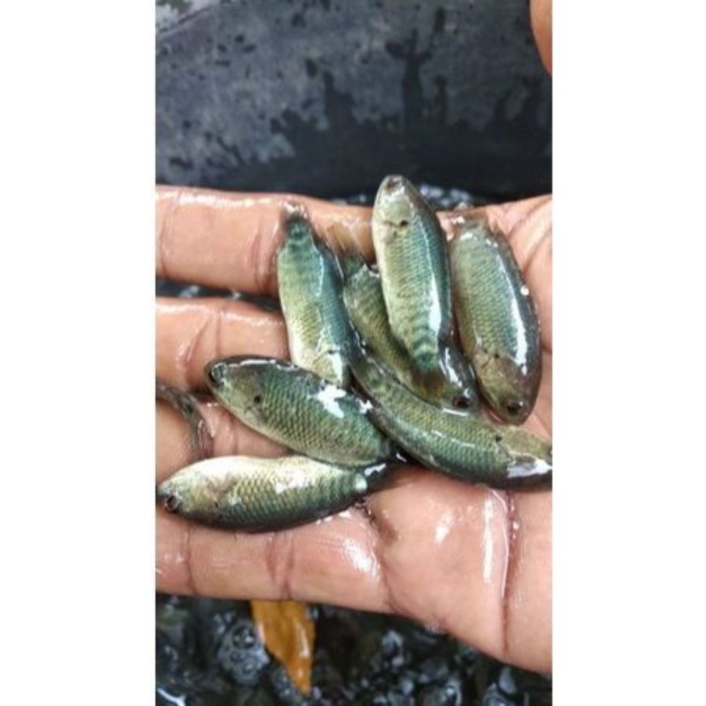 Betok pupuyu segar/hidup
