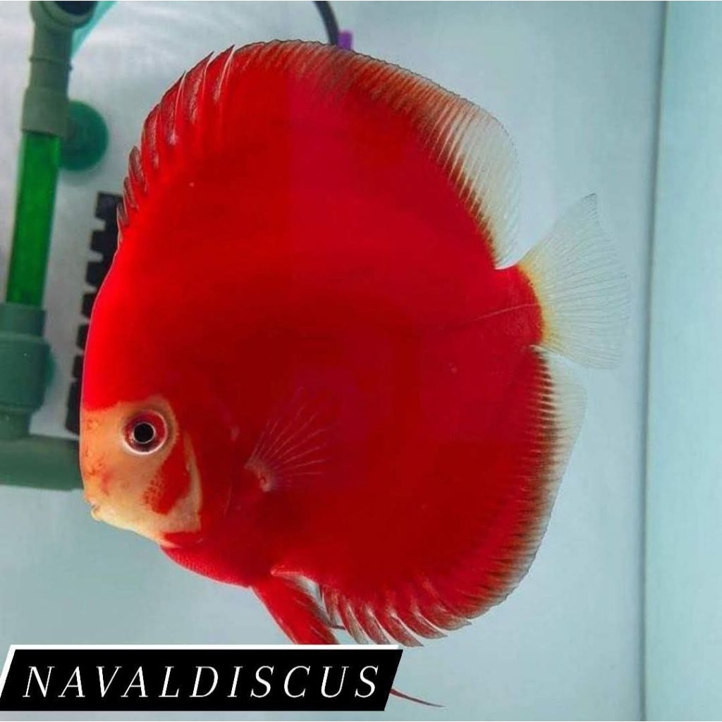 Discus aquascape super red ninja ikan hias aquarium