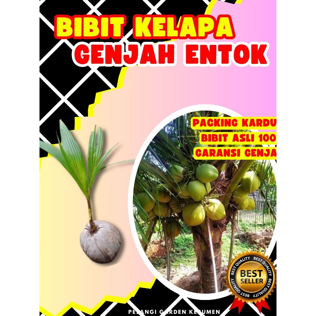 DICARI-CARI  Bibit Kelapa Pendek Entok Jumbo