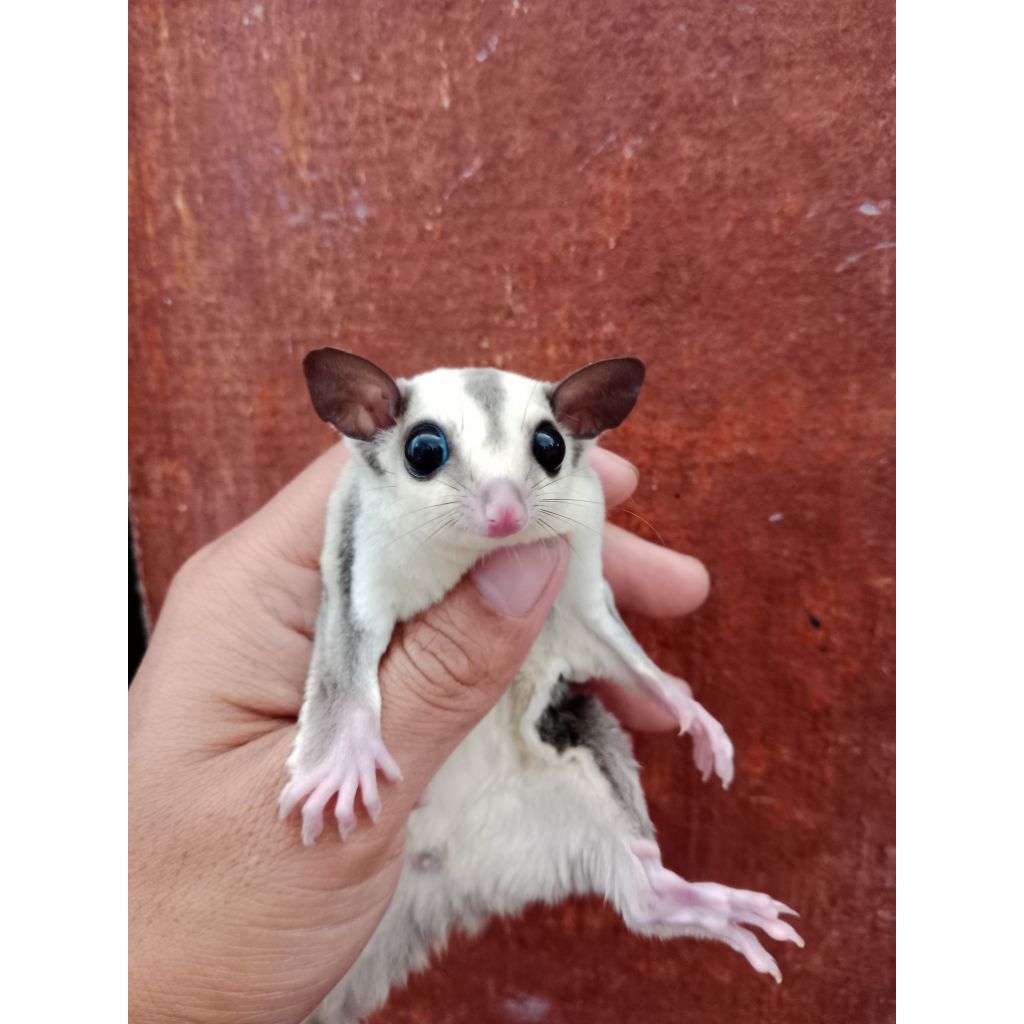 Sugar glider platinum Joey betina jantan