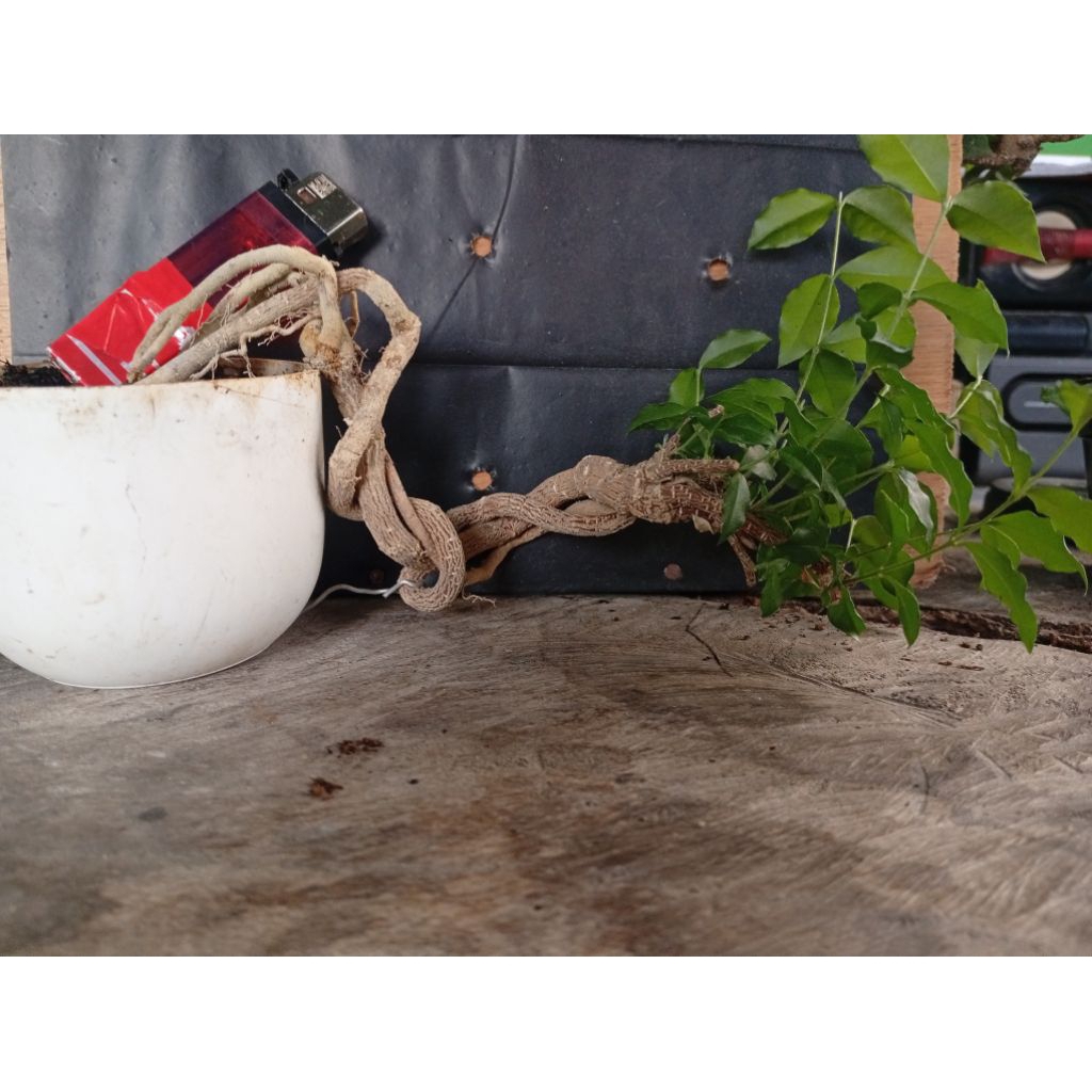 Bonsai Sakura Micro