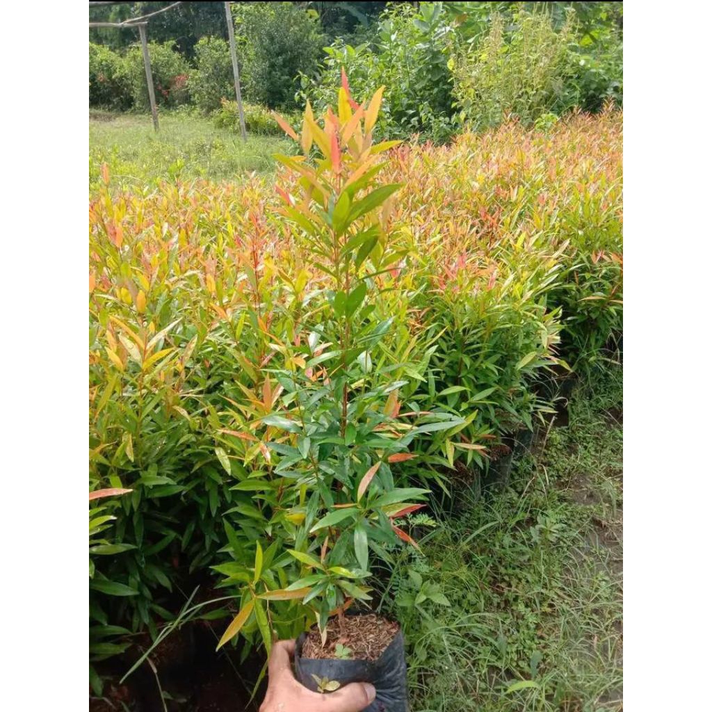 Bibit Tanaman PUCUK MERAH siap tanam
