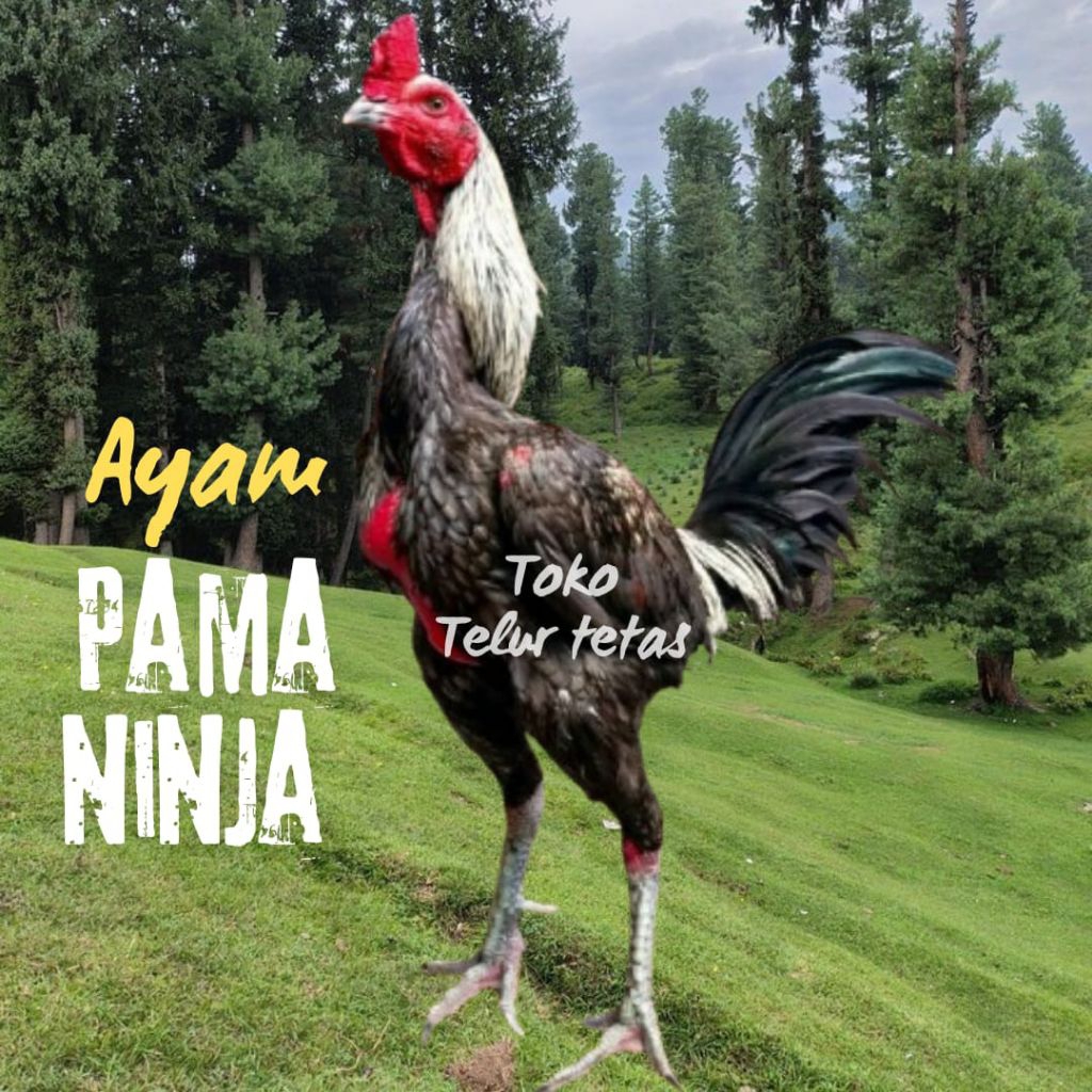 TELUR AYAM PAMA NINJA ORIGINAL PETARUNG UNTUK DITETASKAN